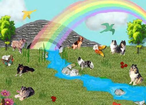 Rainbow Bridge | Minnesota Sheltie Rescue Rainbow Bridge | Minnesota Sheltie Rescue