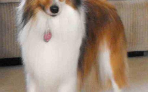 Skye shelties shop